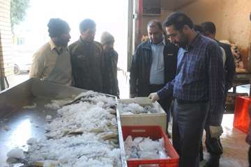 بازدید سرزده مدیرکل از بازار ماهی فروشان
